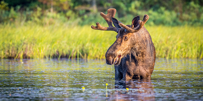 The largest of all deer species, moose can stand 6 feet tall from hoof to shoulder, with massive antlers that span up to 6 feet wide.