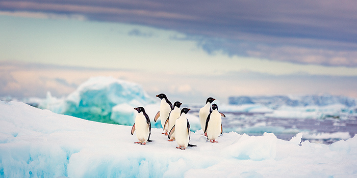 Penguins on iceberg in Adelie, Antarctica