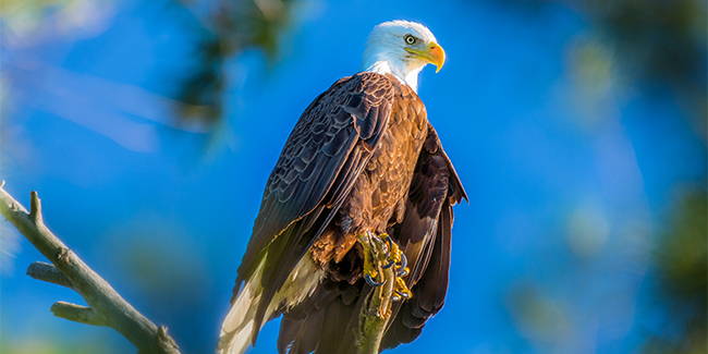 Bald Eagles: with vision far more acute than a human’s, these raptors—named for their white heads and necks—feast mostly on fish and carrion.