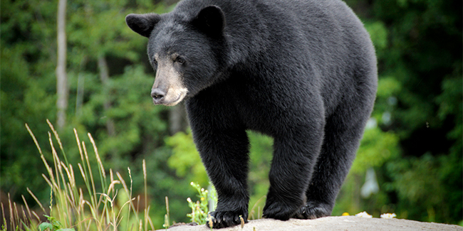 Black Bears: the most common bear in North America, these solitary forest dwellers range in color from black and brown to cinnamon and even white.