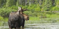 Shawinigan moose, Trois-Rivieres