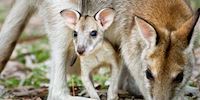 A baby wallaby peers out from under his mother's neck