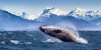 A breaching whale in Glacier Bay