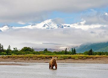A grizzly bear crosses a low river in the snowy mountains of Alaska.