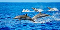 A pod of dolphins jump and play in the water