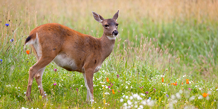 Sitka Black-Tailed Deer